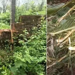 ಸಂಪಾಜೆ ಪರಿಸರದಲ್ಲಿ ಕಾಡಾನೆಗಳ ಹಾವಳಿ: ಬೆಳೆ ನಾಶ, ಜನರಲ್ಲಿ ಆತಂಕ